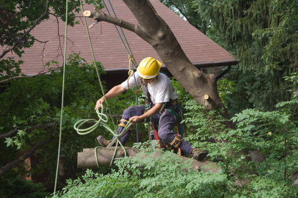 Lawn Watering Services in Williston, FL